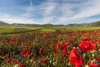 castelluccio 9 june 2013